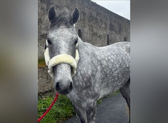 Connemara, Hongre, 5 Ans, 158 cm, Gris pommelé