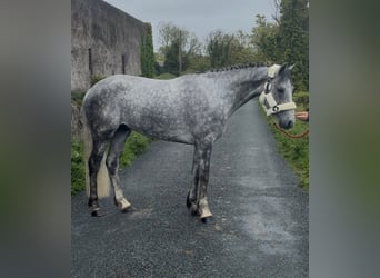 Connemara, Hongre, 5 Ans, 158 cm, Gris pommelé