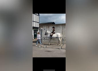 Connemara, Hongre, 5 Ans, 160 cm, Gris
