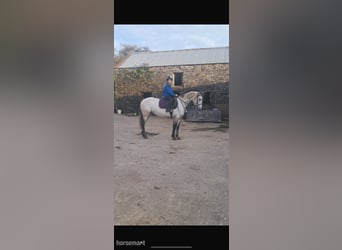 Connemara, Hongre, 5 Ans, Isabelle