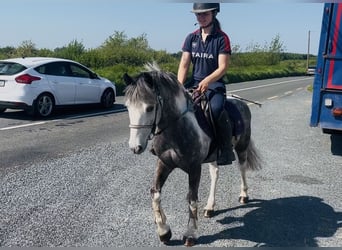 Connemara, Hongre, 6 Ans, 128 cm, Rouan bleu