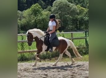 Connemara, Hongre, 6 Ans, 136 cm, Pinto