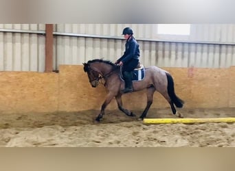 Connemara, Hongre, 6 Ans, 143 cm, Rouan Rouge