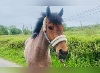 Connemara, Hongre, 6 Ans, 143 cm, Rouan Rouge