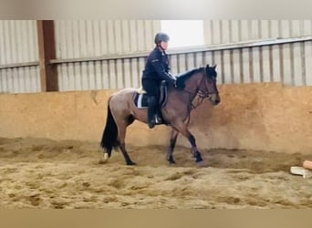 Connemara, Hongre, 6 Ans, 143 cm, Rouan Rouge