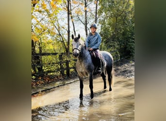 Connemara, Hongre, 6 Ans, 145 cm, Gris pommelé