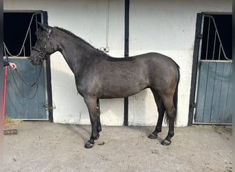 Connemara Croisé, Hongre, 6 Ans, 148 cm, Bai cerise