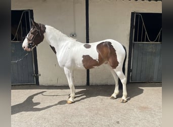 Connemara Croisé, Hongre, 6 Ans, 148 cm, Bai cerise