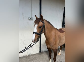 Connemara Croisé, Hongre, 6 Ans, 148 cm, Bai cerise
