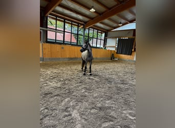 Connemara, Hongre, 6 Ans, 148 cm, Gris