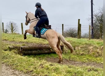 Connemara, Hongre, 6 Ans, 148 cm, Palomino