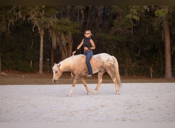 Connemara Croisé, Hongre, 6 Ans, 150 cm, Palomino