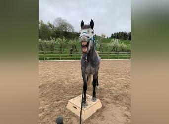 Connemara, Hongre, 6 Ans, 152 cm, Gris pommelé