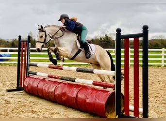 Connemara, Hongre, 6 Ans, 155 cm, Isabelle