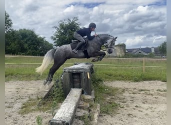 Connemara, Hongre, 6 Ans, 156 cm, Gris pommelé