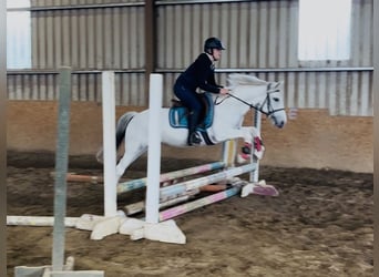 Connemara, Hongre, 7 Ans, 138 cm, Gris
