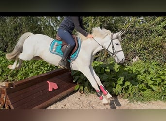 Connemara, Hongre, 7 Ans, 138 cm, Gris