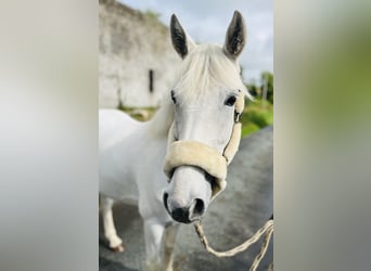 Connemara, Hongre, 7 Ans, 138 cm, Gris