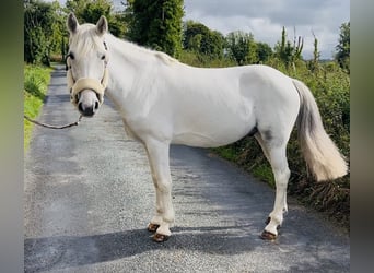 Connemara, Hongre, 7 Ans, 138 cm, Gris