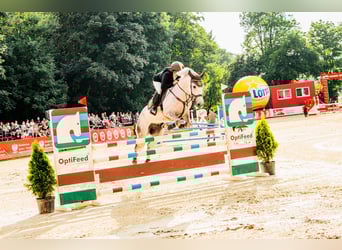 Connemara, Hongre, 7 Ans, 147 cm, Gris
