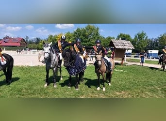Connemara, Hongre, 7 Ans, 147 cm, Gris