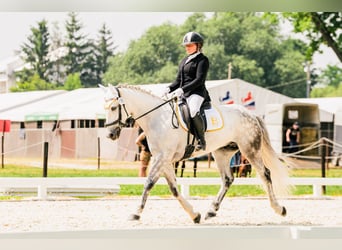 Connemara, Hongre, 7 Ans, 147 cm, Gris