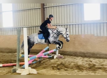 Connemara, Hongre, 7 Ans, 147 cm, Gris pommelé
