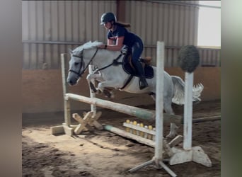 Connemara, Hongre, 7 Ans, 147 cm, Rouan bleu