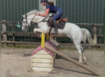 Connemara, Hongre, 7 Ans, 147 cm, Rouan bleu