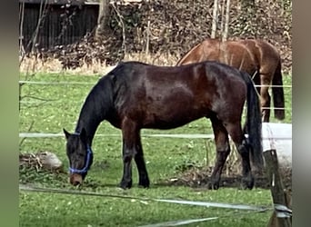 Connemara, Hongre, 7 Ans, 153 cm, Bai