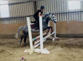 Connemara, Hongre, 8 Ans, 140 cm, Gris pommelé