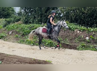 Connemara, Hongre, 8 Ans, 140 cm, Gris pommelé