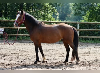 Connemara, Hongre, 8 Ans, 144 cm, Bai