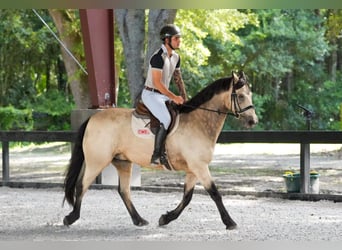 Connemara, Hongre, 8 Ans, 147 cm, Isabelle