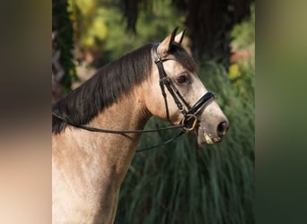 Connemara, Hongre, 8 Ans, 147 cm, Isabelle