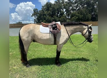 Connemara, Hongre, 8 Ans, 147 cm, Isabelle