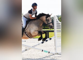 Connemara, Hongre, 8 Ans, 147 cm, Isabelle