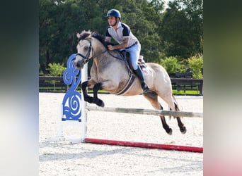 Connemara, Hongre, 8 Ans, 147 cm, Isabelle