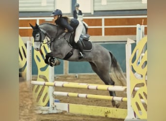 Connemara, Hongre, 8 Ans, 148 cm, Gris