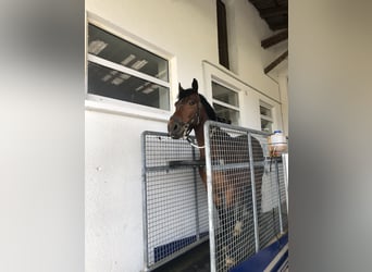 Connemara, Hongre, 8 Ans, 152 cm, Bai