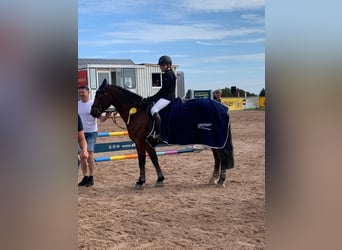 Connemara, Hongre, 8 Ans, 152 cm, Bai