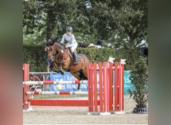 Connemara, Hongre, 8 Ans, 152 cm, Bai