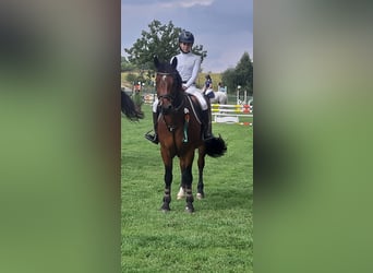 Connemara, Hongre, 8 Ans, 152 cm, Bai