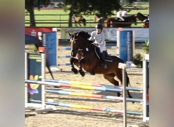 Connemara, Hongre, 8 Ans, 152 cm, Bai