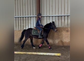 Connemara, Hongre, 8 Ans, Bai cerise