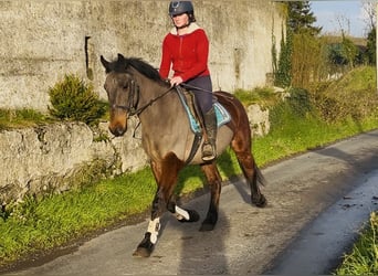 Connemara, Hongre, 9 Ans, 148 cm, Bai