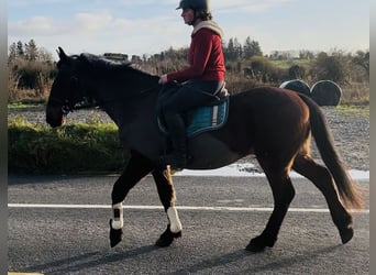 Connemara, Hongre, 9 Ans, 148 cm, Bai