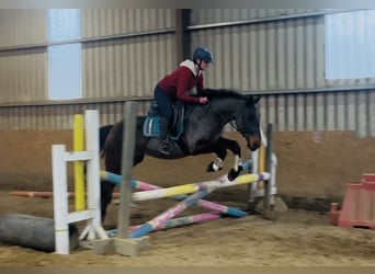 Connemara, Hongre, 9 Ans, 148 cm, Bai