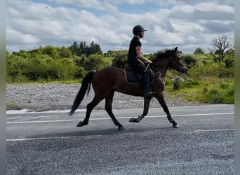 Connemara, Hongre, 9 Ans, 148 cm, Bai