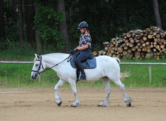 Connemara, Jument, 10 Ans, 142 cm, Gris